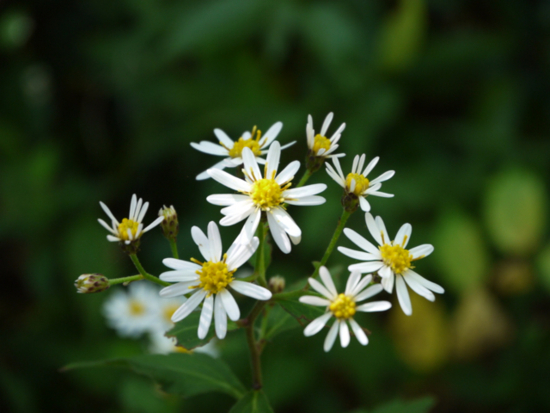 f:id:kazenokomichi:20141027220630j:plain