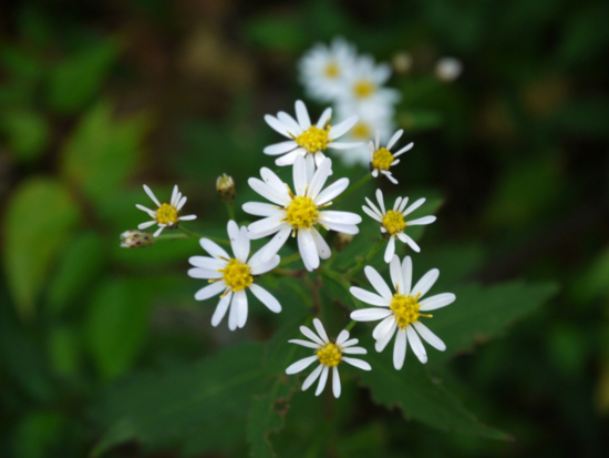 f:id:kazenokomichi:20141027222852j:plain