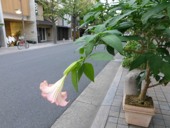 f:id:kazenokomichi:20141108214813j:plain