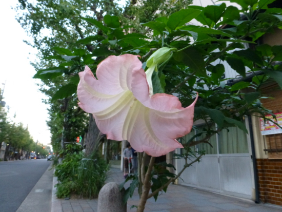 f:id:kazenokomichi:20141108214829j:plain