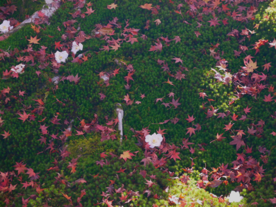 f:id:kazenokomichi:20141205103455j:plain