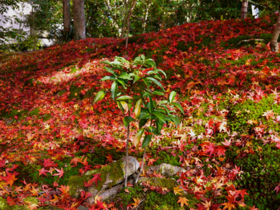 f:id:kazenokomichi:20141205103530j:plain