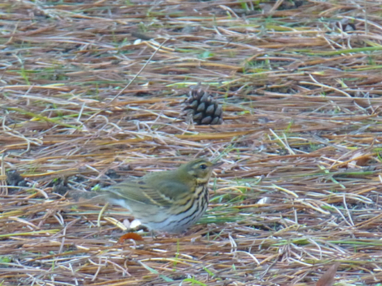 f:id:kazenokomichi:20141221225605j:plain