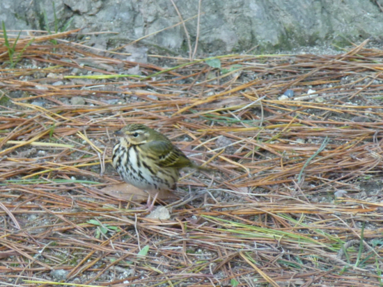 f:id:kazenokomichi:20141221225621j:plain