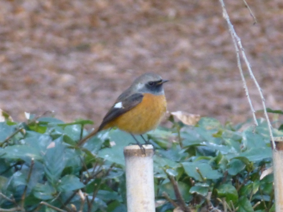 f:id:kazenokomichi:20141221225635j:plain