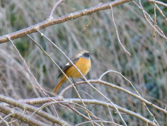 f:id:kazenokomichi:20141221225641j:plain