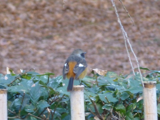 f:id:kazenokomichi:20141221225659j:plain