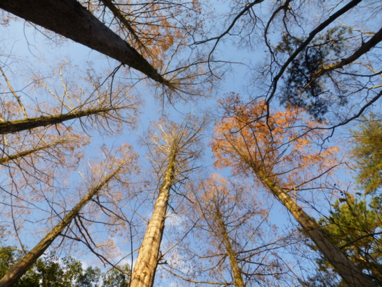 f:id:kazenokomichi:20141221225928j:plain