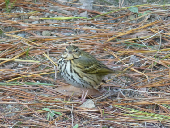 f:id:kazenokomichi:20141221230458j:plain