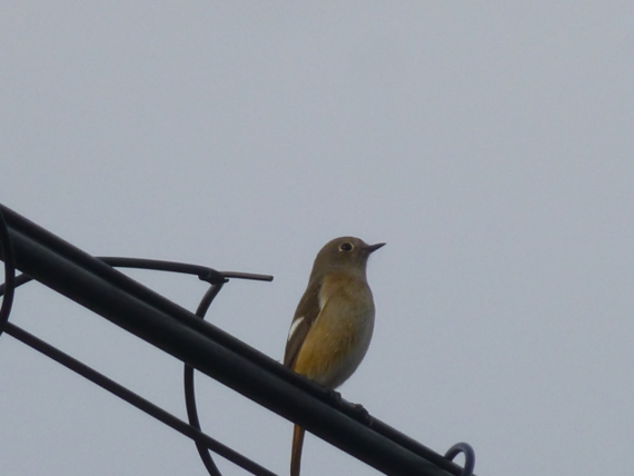 f:id:kazenokomichi:20150130023503j:plain