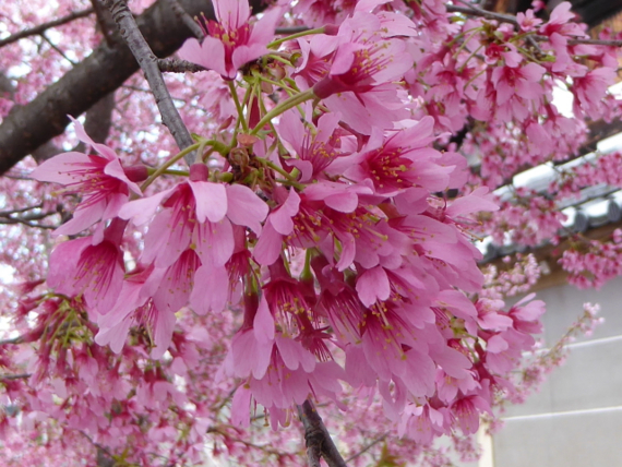 f:id:kazenokomichi:20150326004938j:plain f:id:kazenokomichi:20150326004938j:plain