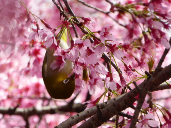 f:id:kazenokomichi:20150326005240j:plain f:id:kazenokomichi:20150326005240j:plain