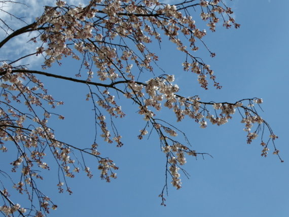 f:id:kazenokomichi:20150326005325j:plain f:id:kazenokomichi:20150326005325j:plain