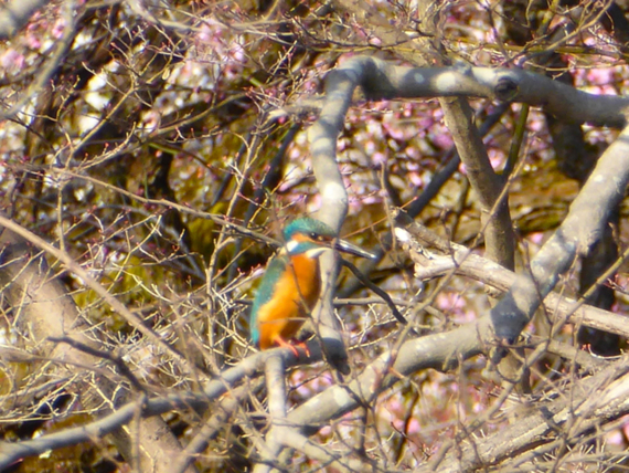 f:id:kazenokomichi:20150328021649j:plain