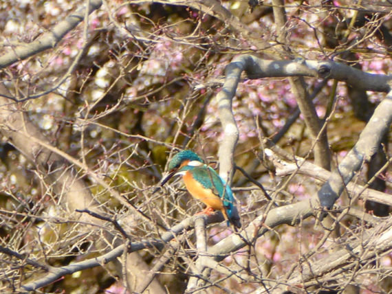 f:id:kazenokomichi:20150328021749j:plain