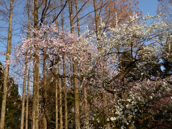 f:id:kazenokomichi:20150328021951j:plain