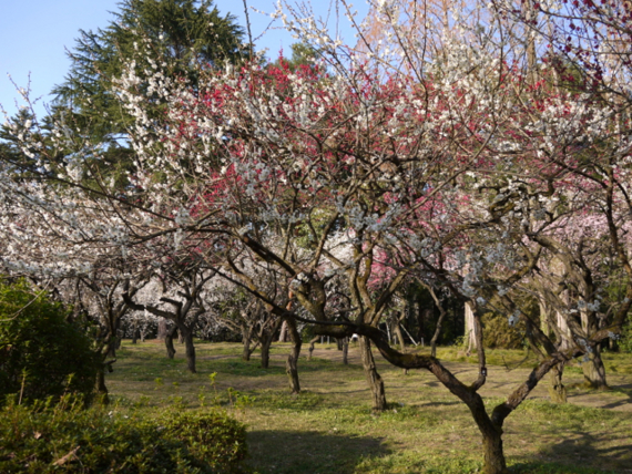 f:id:kazenokomichi:20150328022047j:plain