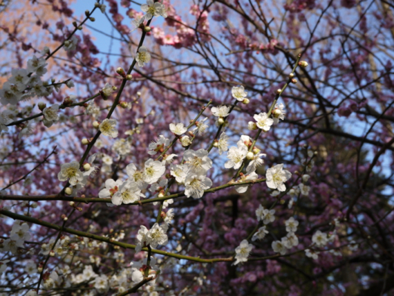 f:id:kazenokomichi:20150328022212j:plain