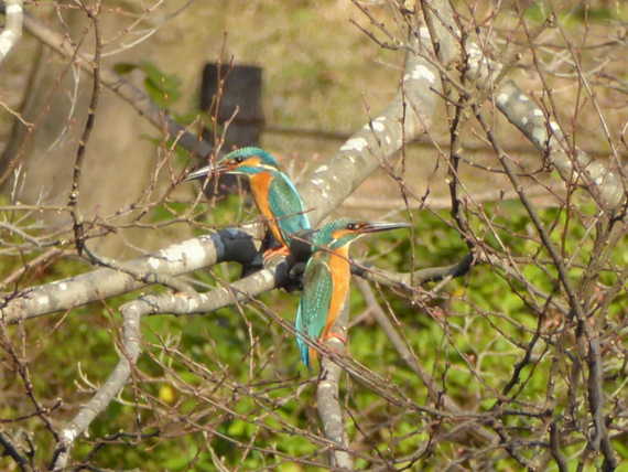 f:id:kazenokomichi:20150328023119j:plain