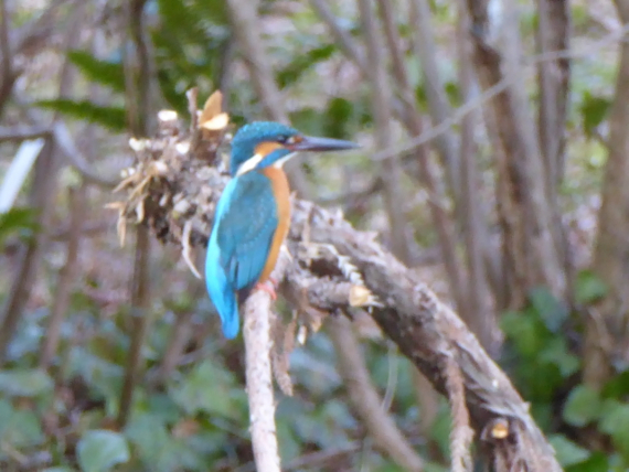 f:id:kazenokomichi:20150328072050j:plain