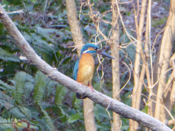 f:id:kazenokomichi:20150328072448j:plain