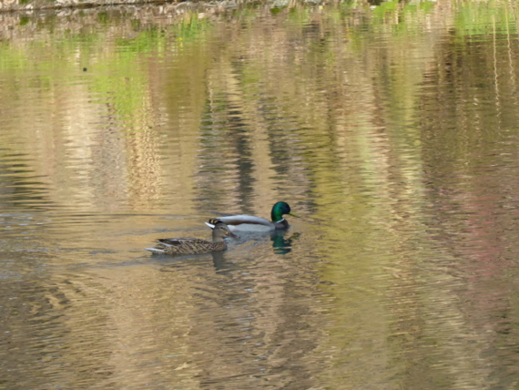 f:id:kazenokomichi:20150328072646j:plain