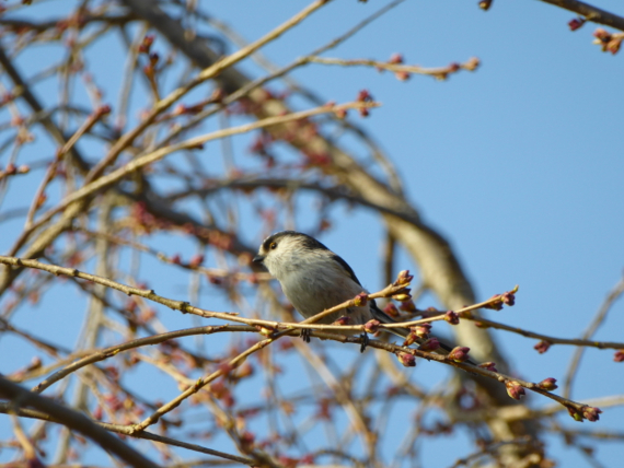 f:id:kazenokomichi:20150328072853j:plain