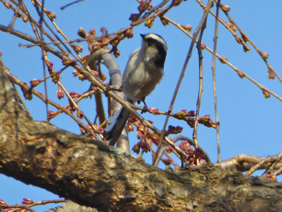 f:id:kazenokomichi:20150328072903j:plain