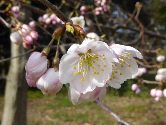 f:id:kazenokomichi:20150328073657j:plain