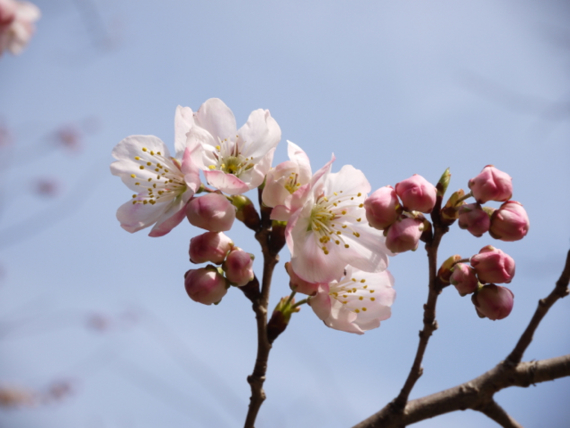 f:id:kazenokomichi:20150328073712j:plain