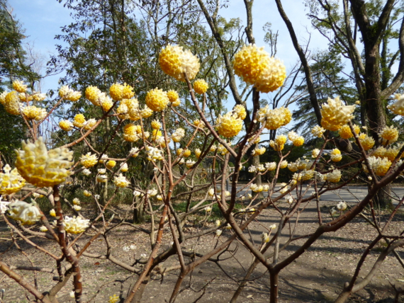 f:id:kazenokomichi:20150329020101j:plain