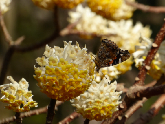 f:id:kazenokomichi:20150329020116j:plain