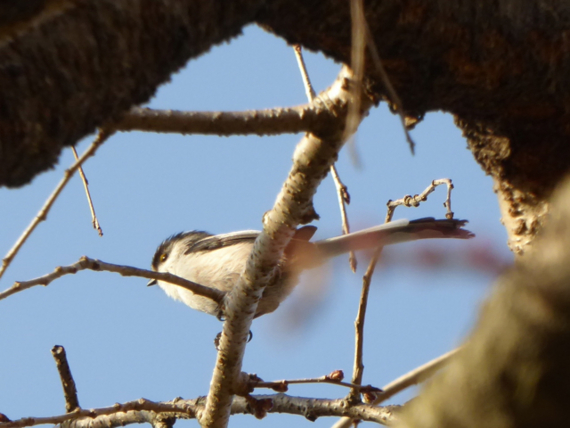 f:id:kazenokomichi:20150329024757j:plain