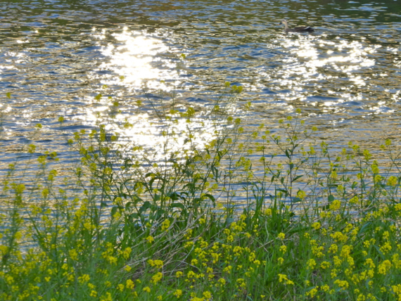 f:id:kazenokomichi:20150426022743j:plain