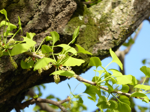 f:id:kazenokomichi:20150426024344j:plain