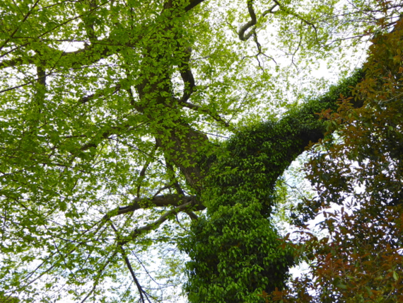 f:id:kazenokomichi:20150426024425j:plain