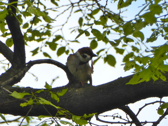 f:id:kazenokomichi:20150426024601j:plain