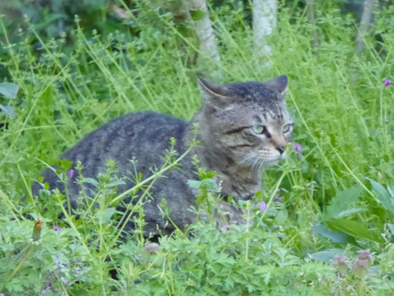 f:id:kazenokomichi:20150426024610j:plain