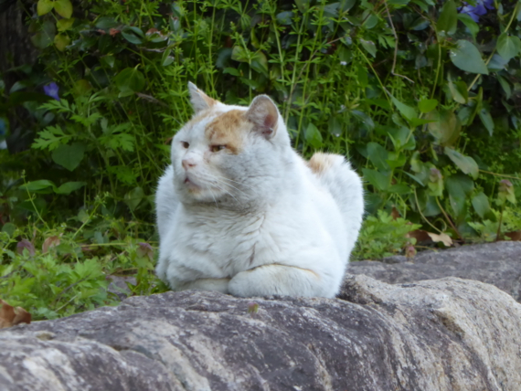 f:id:kazenokomichi:20150426024620j:plain