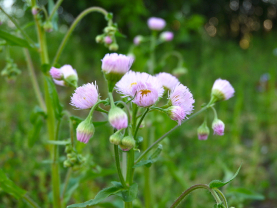 f:id:kazenokomichi:20150426024636j:plain