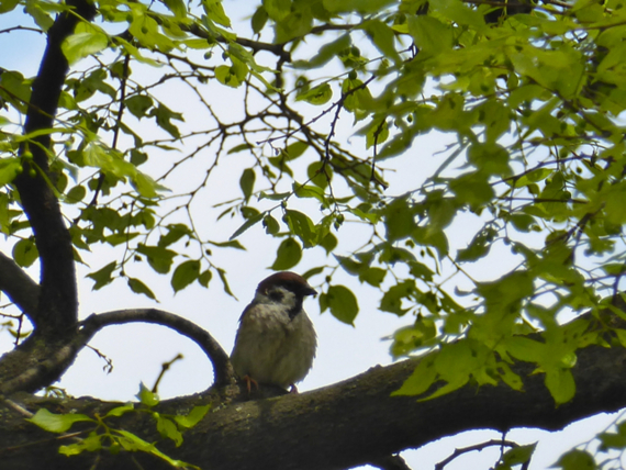 f:id:kazenokomichi:20150426024648j:plain