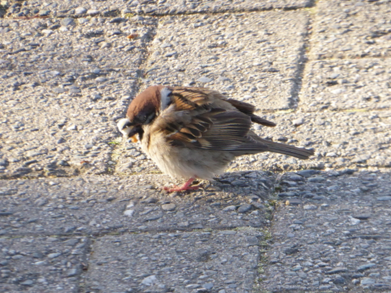 f:id:kazenokomichi:20150426024703j:plain