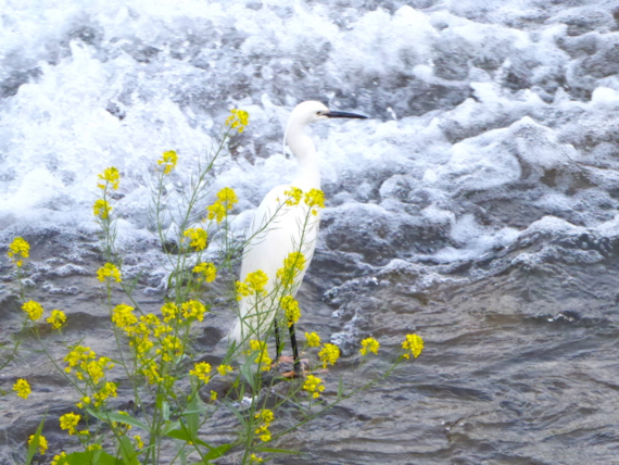 f:id:kazenokomichi:20150427035059j:plain