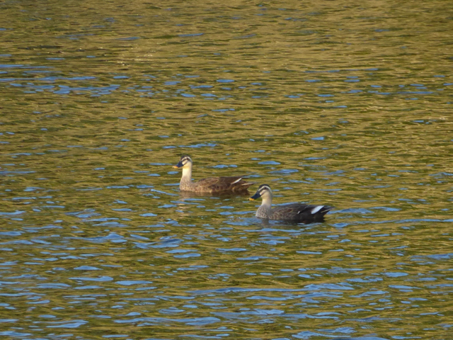 f:id:kazenokomichi:20151015011251j:plain