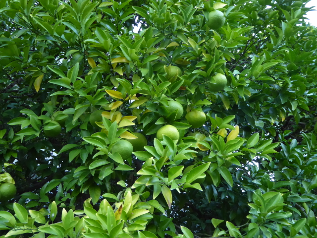 f:id:kazenokomichi:20151015011713j:plain