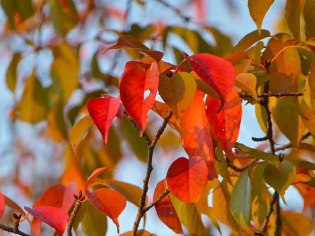 f:id:kazenokomichi:20151015012933j:plain