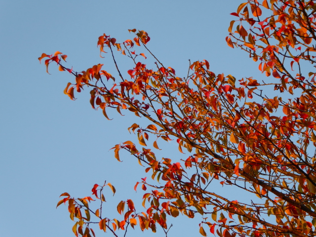 f:id:kazenokomichi:20151015013004j:plain