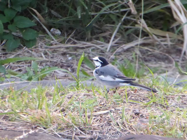 f:id:kazenokomichi:20151015013040j:plain