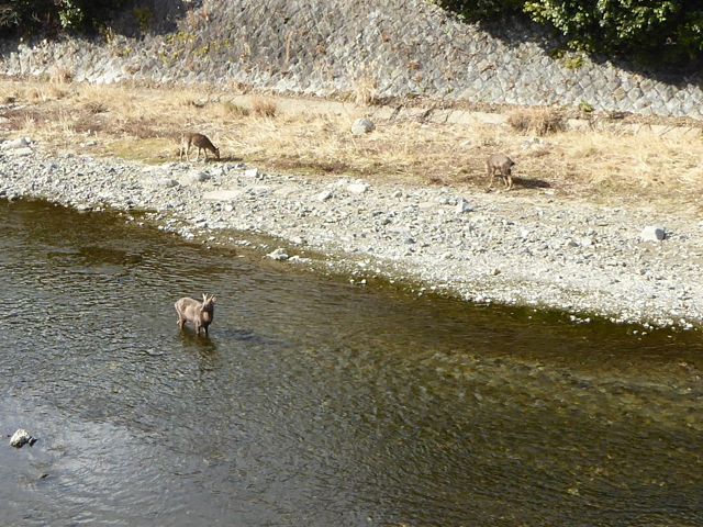 f:id:kazenokomichi:20160115200053j:plain