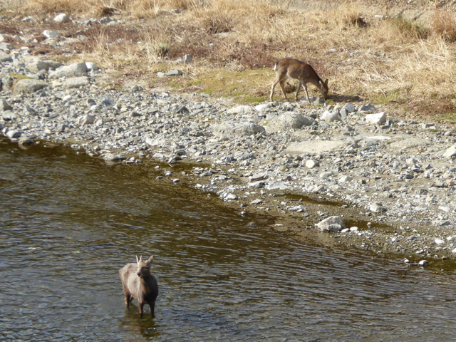 f:id:kazenokomichi:20160115200313j:plain